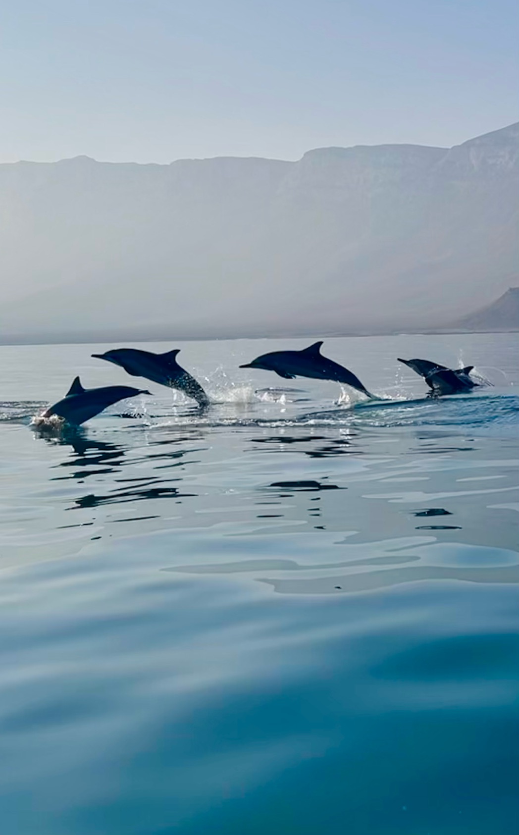 Dolphins in Socotra waters