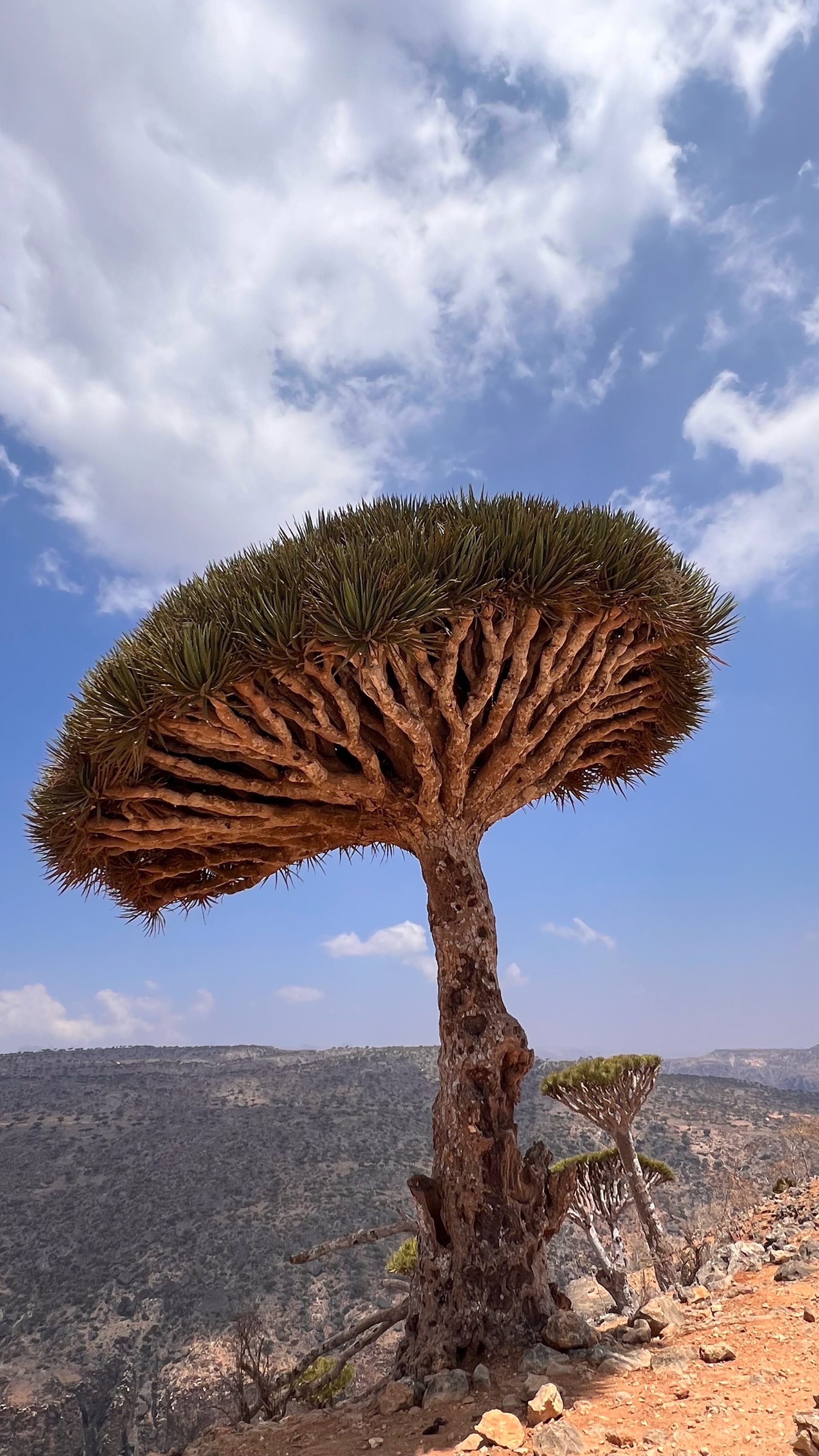 Dragon blood tree silhouette