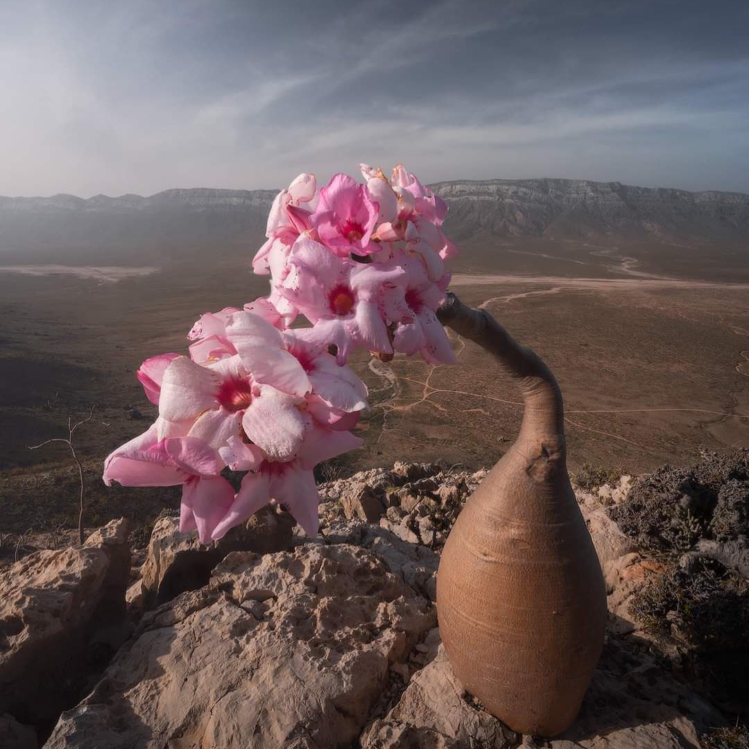 Socotra History
