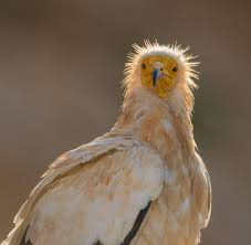 Socotra bird